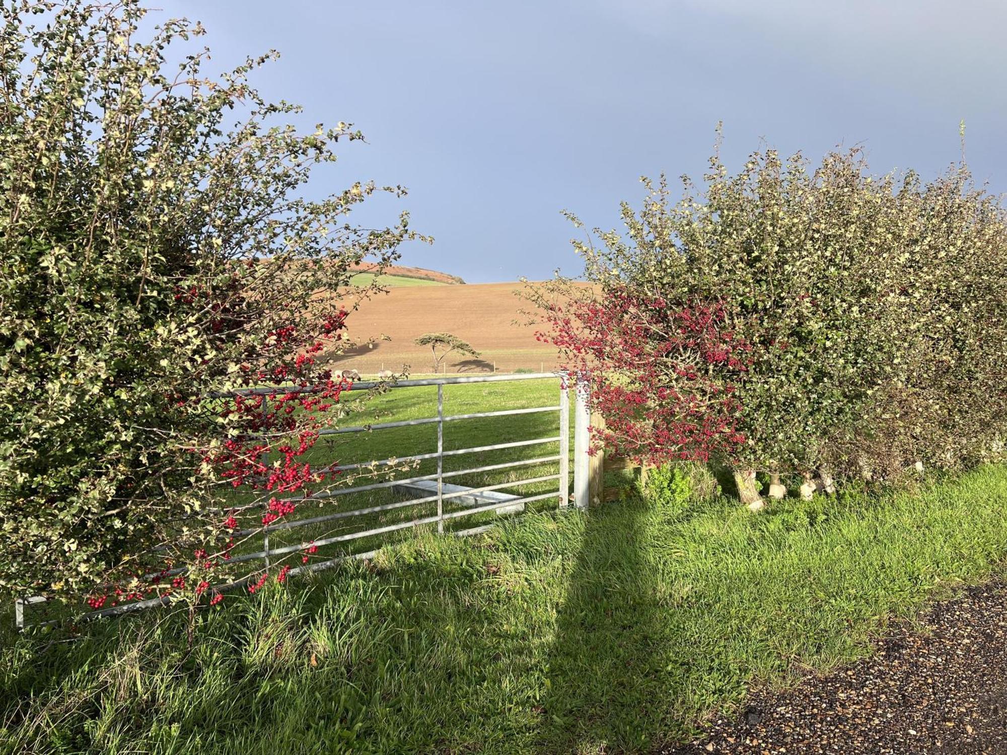 Poachers Hut - Captivating 1-Bed Cottage Shorwell Exterior foto